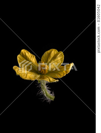 Watermelon flower on black background. isolated background Watermelon flower on black background. isolated background 81605042