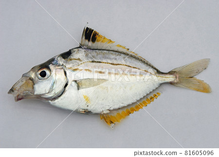 Holly with stretched lips 81605096