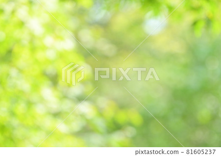 For sunlight through the fresh green, bokeh, fluffy, green gradation, and background material. 81605237