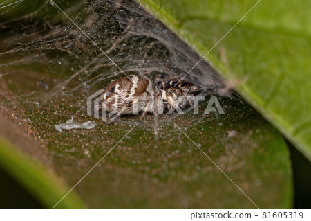 Small Jumping Spider 81605319