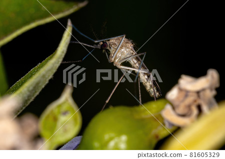 Adult Culicine Mosquito 81605329