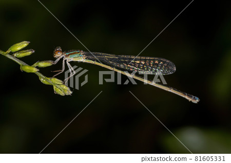 Adult Narrow-winged Damselfly Adult Narrow-winged Damselfly 81605331