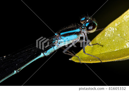 Adult Narrow-winged Damselfly 81605332