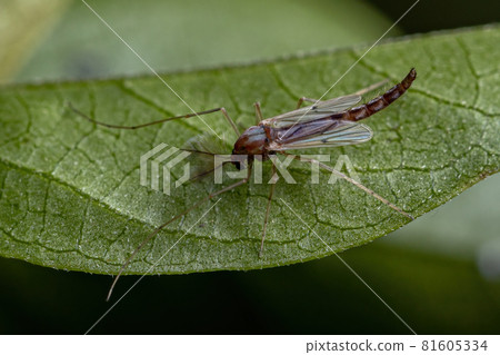 Adult Non-biting Midge 81605334