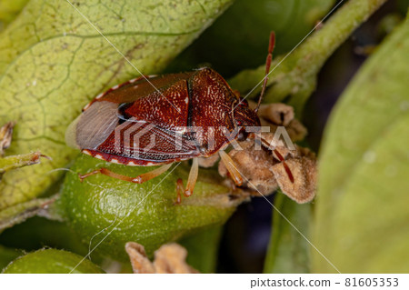 Adult Stink bug Adult Stink bug 81605353