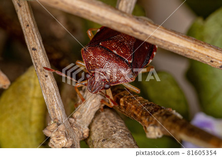 Adult Stink bug Adult Stink bug 81605354
