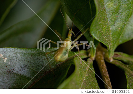 Adult Assassin Bug Adult Assassin Bug 81605391