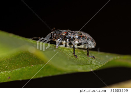Stink bug nymph 81605399