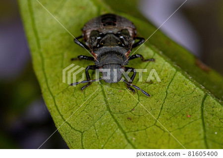 Stink bug nymph 81605400