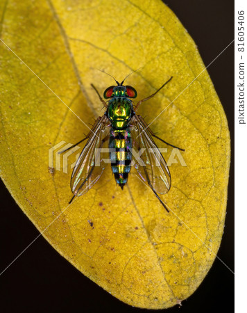 Adult Long-legged Fly Adult Long-legged Fly 81605406