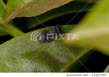 Small Adult Black Turtle Ant Small Adult Black Turtle Ant 81605408