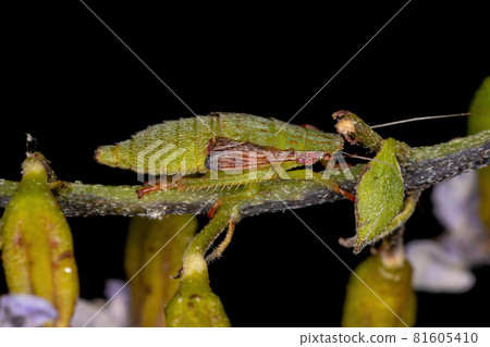 Typical Leafhopper Nymph 81605410