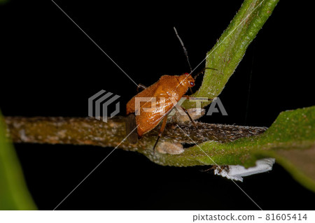 Adult Plant Bug 81605414