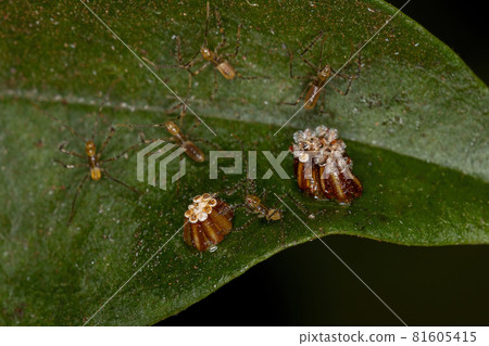 Assassin Bug Nymph 81605415
