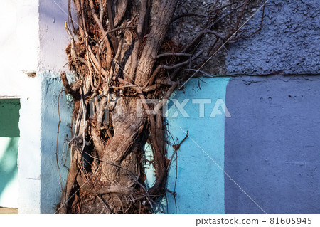 Thick tree roots growing on building wall Thick tree roots growing on building wall 81605945
