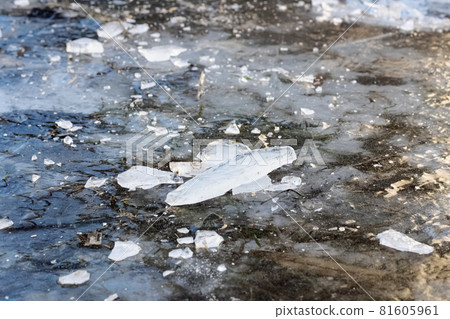 Shards of ice on a frozen ground 81605961
