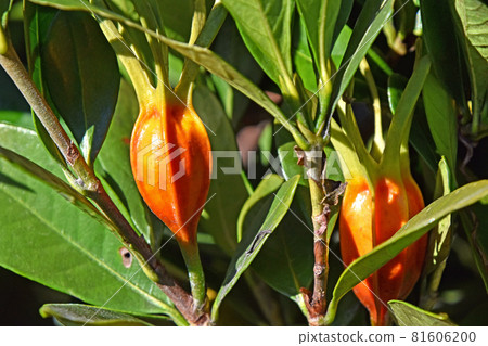 Gardenia fruit 81606200