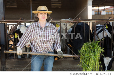 Farm worker feeding fresh grass to cows in barn Farm worker feeding fresh grass to cows in barn 81606274