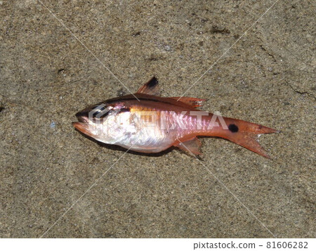 Nembutsudai，一種典型的岩石海岸釣魚誘餌 81606282