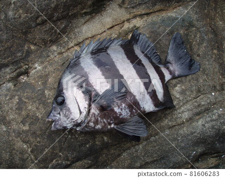 Still small juvenile-sized striped beakfish (Striped beakfish) Still small juvenile-sized striped beakfish (Striped beakfish) 81606283