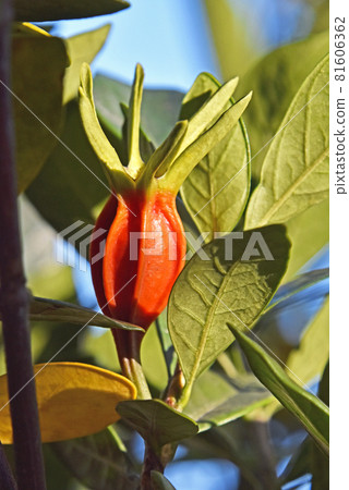 Gardenia fruit Gardenia fruit 81606362