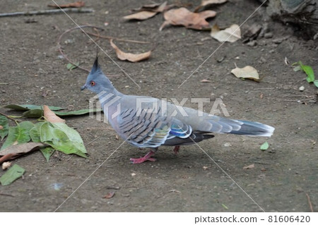 Ranjaku對接 81606420