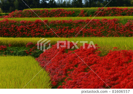 A cluster amaryllis around Katsuragi Hitokoton Shrine 81606557