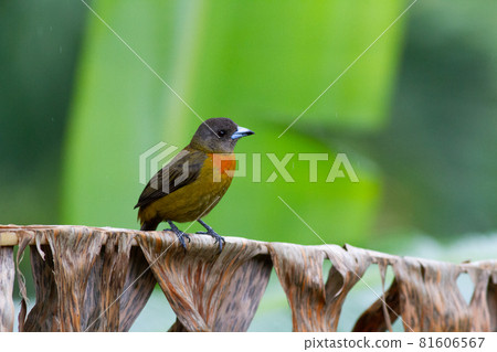 A female Scarlet Tanager perched on a withered palm leaf, surveying the surrounding area. 81606567