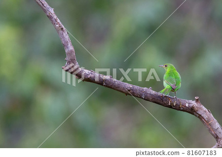 A female black-capped honeycreeper perched on a tree branch, peering around. 81607183