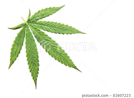 Green cannabis leaves on white background. 81607223