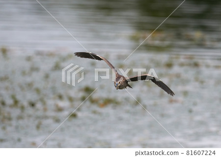 Flying Hoshigoi / 夜鷺小雞 81607224