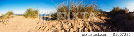 panorama of sand dune 81607225