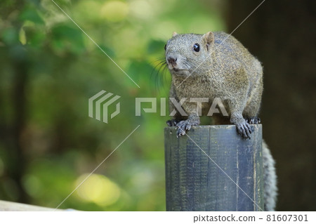 Wild squirrel in Kamakura 81607301