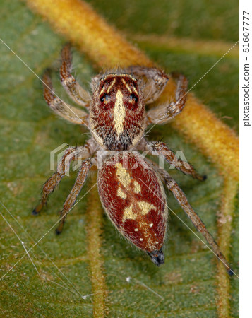 Adult Female Jumping Spider Adult Female Jumping Spider 81607777