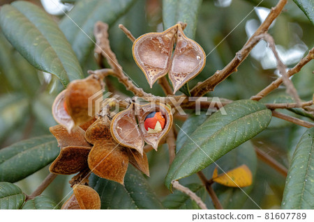 Ormosia tree with red seeds Ormosia tree with red seeds 81607789