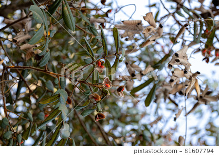 Ormosia tree with red seeds Ormosia tree with red seeds 81607794