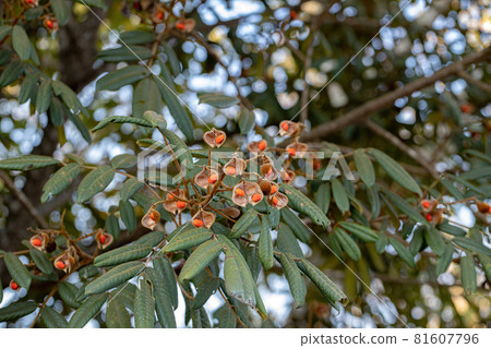 Ormosia tree with red seeds 81607796