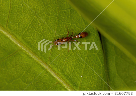 Adult Twig Ant 81607798