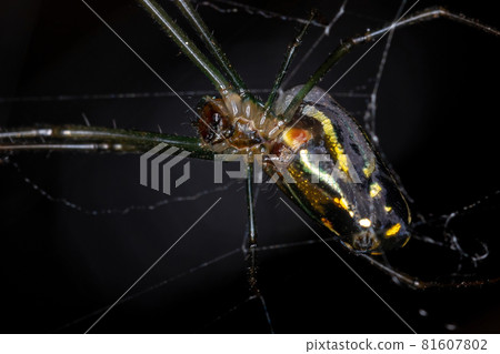 Adult Orchard Spider 81607802