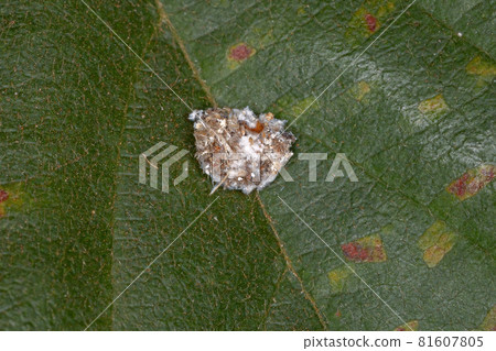 Green Lacewing Larva Green Lacewing Larva 81607805