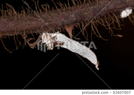 White Scale Insects 81607807