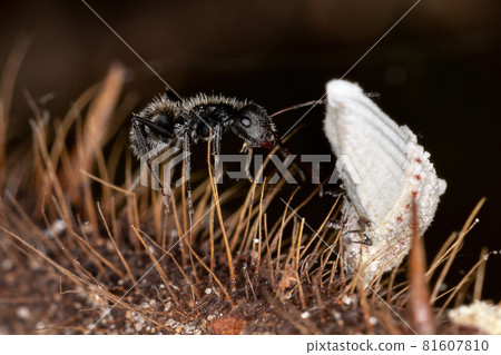Symbolic interaction between Carpenter Ants and Scale Insects Symbolic interaction between Carpenter Ants and Scale Insects 81607810