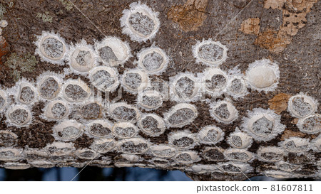 Dobsonfly Aquatic Insect Eggs Dobsonfly Aquatic Insect Eggs 81607811