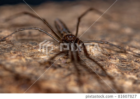 Long-jawed Orbweaver Spider 81607827