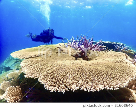 巨型珊瑚和水下兩張照片 81608640
