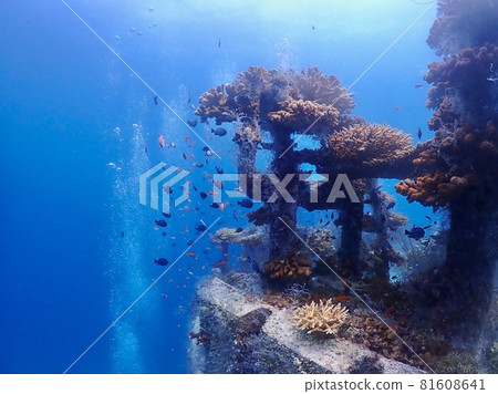 魚礁 Nirai No. 15 水下照片 魚礁 Nirai No. 15 水下照片 81608641