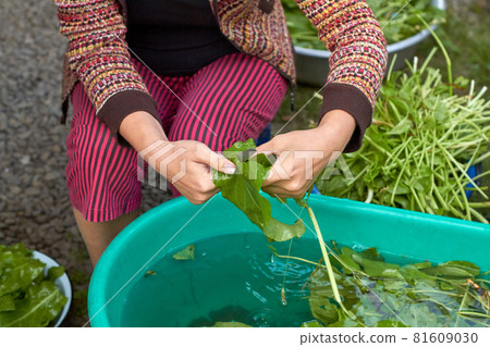 Harvesting sorrel for the winter. Girl cuts and washes sorrel during the preparation for production sorrel drink caribbean style. Common sorrel, Spinach Dock, Rumex acetosa, growing in garden. Harvesting sorrel for the winter. Girl cuts and washes sorrel during the preparation for production sorrel drink caribbean style. Common sorrel, Spinach Dock, Rumex acetosa, growing in garden. 81609030