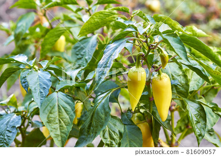 Ripe yellow bell pepper growing on bush in the garden. Bulgarian or sweet pepper plant. Ripe yellow bell pepper growing on bush in the garden. Bulgarian or sweet pepper plant. 81609057