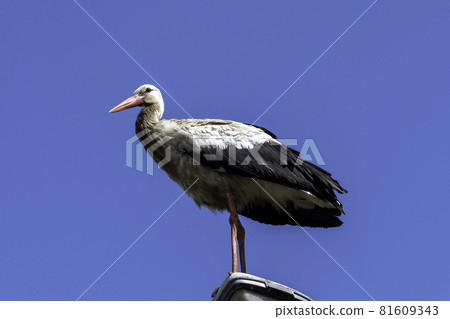 Adult white stork (Ciconia ciconia) on the street lamp - Choczewo, Pomerania, Poland Adult white stork (Ciconia ciconia) on the street lamp - Choczewo, Pomerania, Poland 81609343