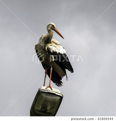 Adult white stork (Ciconia ciconia) on the street lamp - Choczewo, Pomerania, Poland Adult white stork (Ciconia ciconia) on the street lamp - Choczewo, Pomerania, Poland 81609344